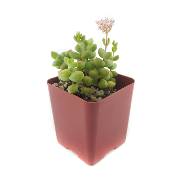 Crassula Brevifolia | Rockslab Crassula