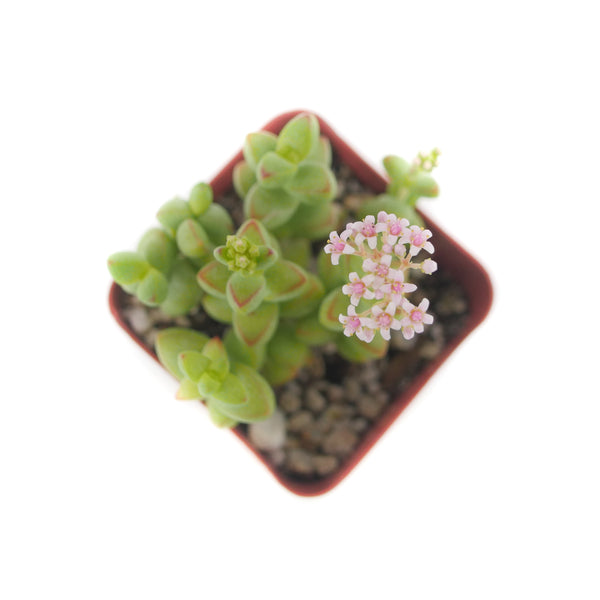 Crassula Brevifolia | Rockslab Crassula