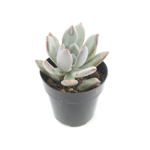 Pachyveria Powder Puff | Powder Puff