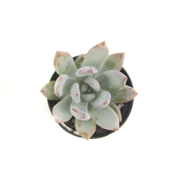 Pachyveria Powder Puff | Powder Puff