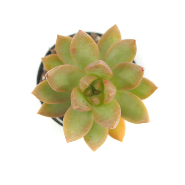 Sedum Adolphii | Golden Glow