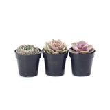 Pastel Succulents Variety Pack | Rosette Succulent Variety Pack