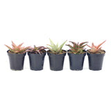 Assorted Star Aloe Hybrids