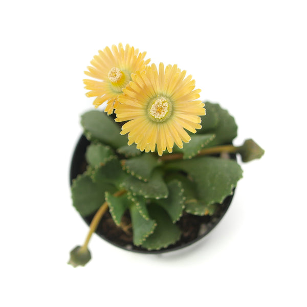 Aloinopsis malherbei | Giant Jewel Plant