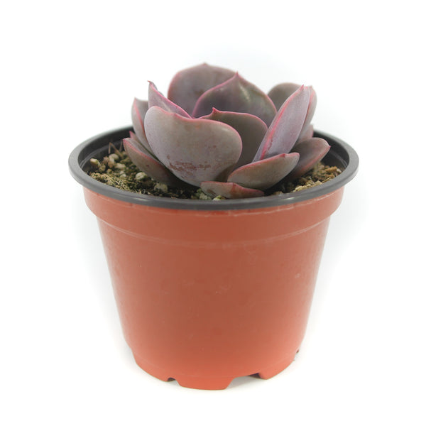 Echeveria Dusty Rose | Dusty Rose