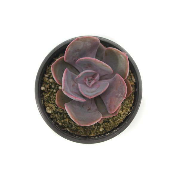 Echeveria Dusty Rose | Dusty Rose