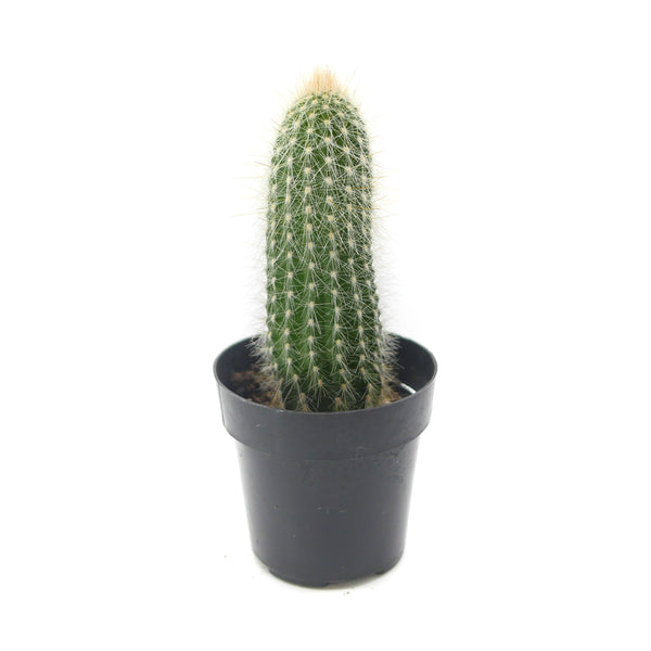 Cleistocactus strausii | Silver Torch Cactus