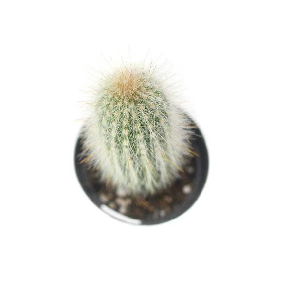 Cleistocactus strausii | Silver Torch Cactus