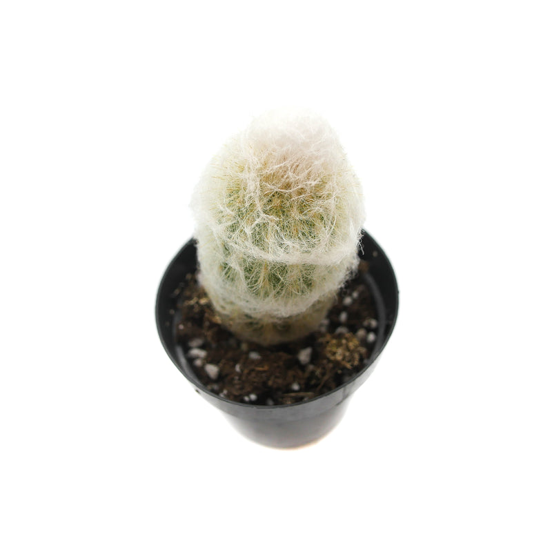 Espostoa Melanostele | Peruvian Old Lady Cactus