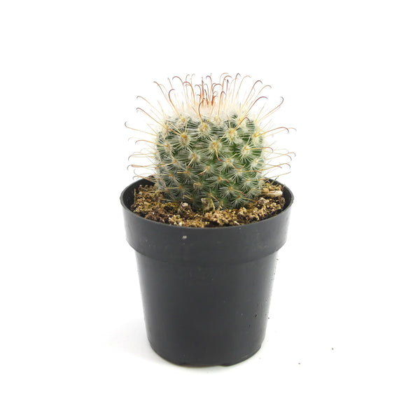 Mammillaria hybrid | Fishhook Cactus