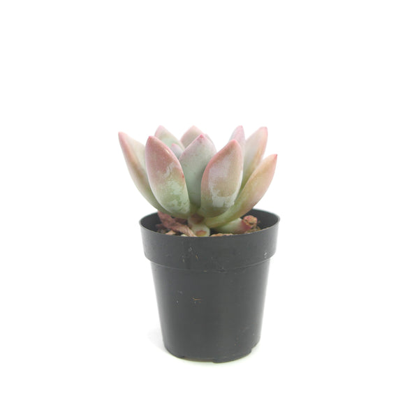 Graptoveria Opalina | Opalina