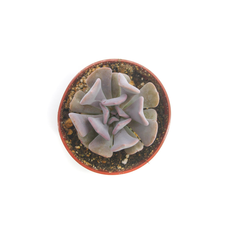 Echeveria Cubic Frost | Cubic Frost