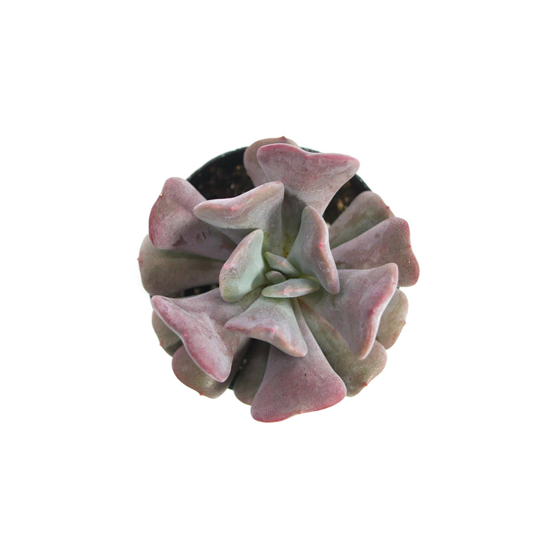 Echeveria Cubic Frost | Cubic Frost