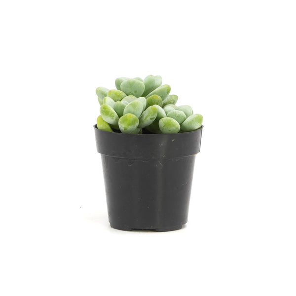 Sedum Treleasei