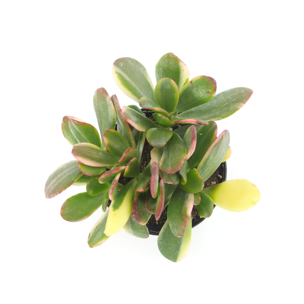 Crassula Ovata Obliqua | Lemon n Lime Jade Plant