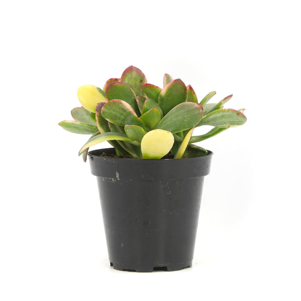 Crassula Ovata Obliqua | Lemon n Lime Jade Plant