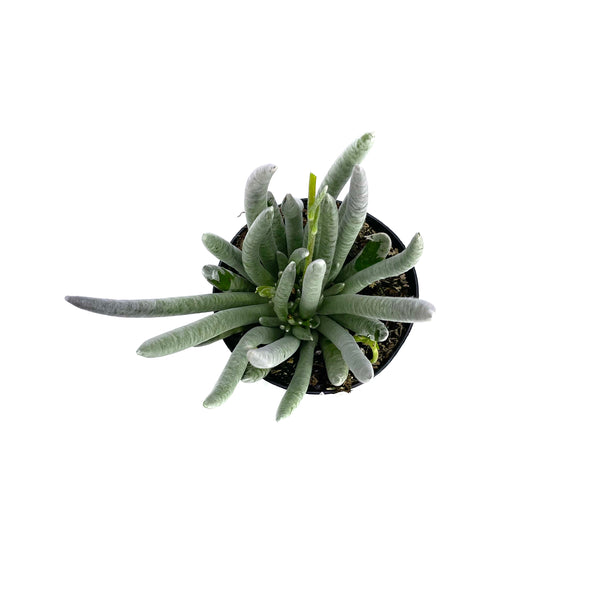 Senecio scaposus | Silver Coral