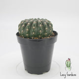 Notocactus Uebelmannianus | Parodia Werneri