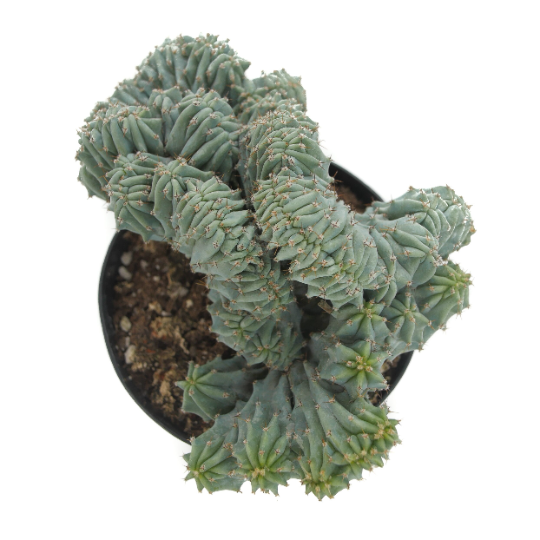 Myrtillocactus Geometrizans Cristata | Blue Candle Crest Cactus