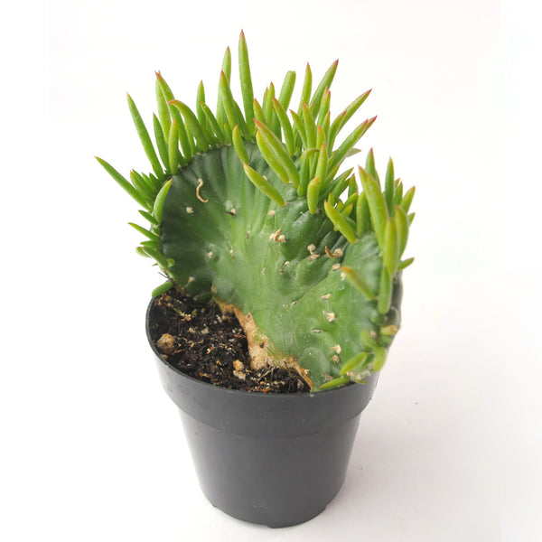 Austrocylindropuntia Subulata Cristata | Eve's Needle Crest