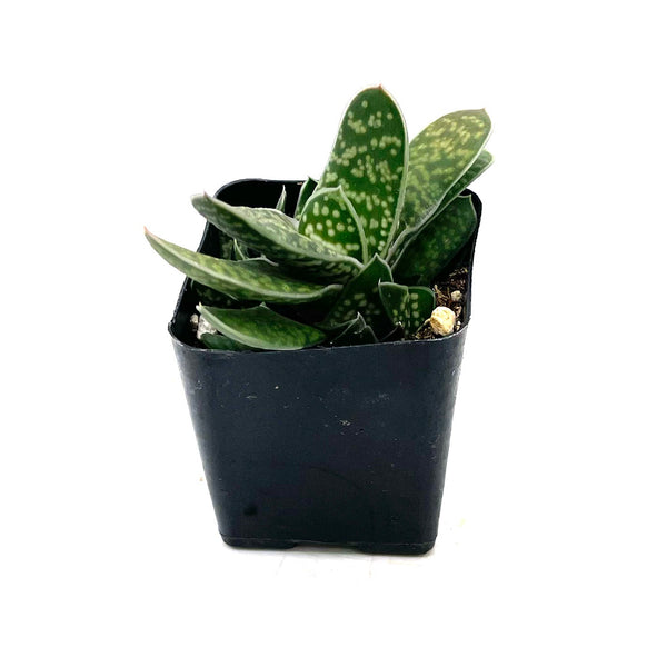 Gasteria Little Warty | Lawyer's Tongue