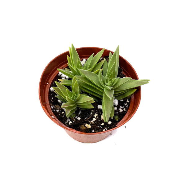 Crassula capitella | Red Pagoda